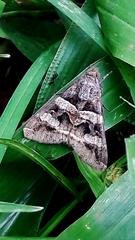 Melipotis perpendicularis