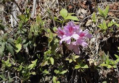 Rhododendron macrosepalum