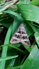 Melipotis perpendicularis