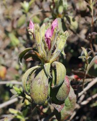 Rhododendron macrosepalum