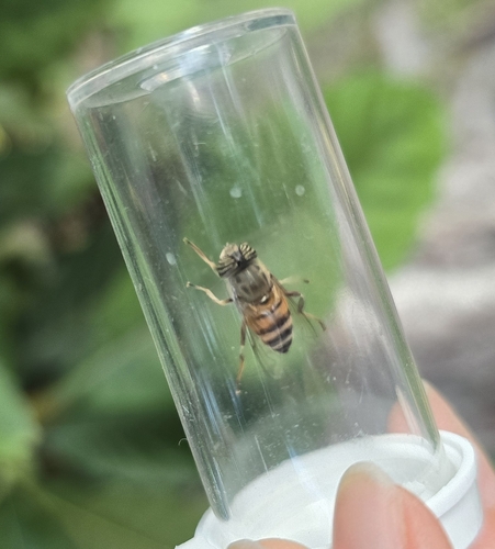 Unknown species found near Los Angeles County, US-CA, US