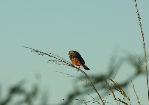 Rufous-rumped Seedeater (Sporophila hypochroma), photo 7
