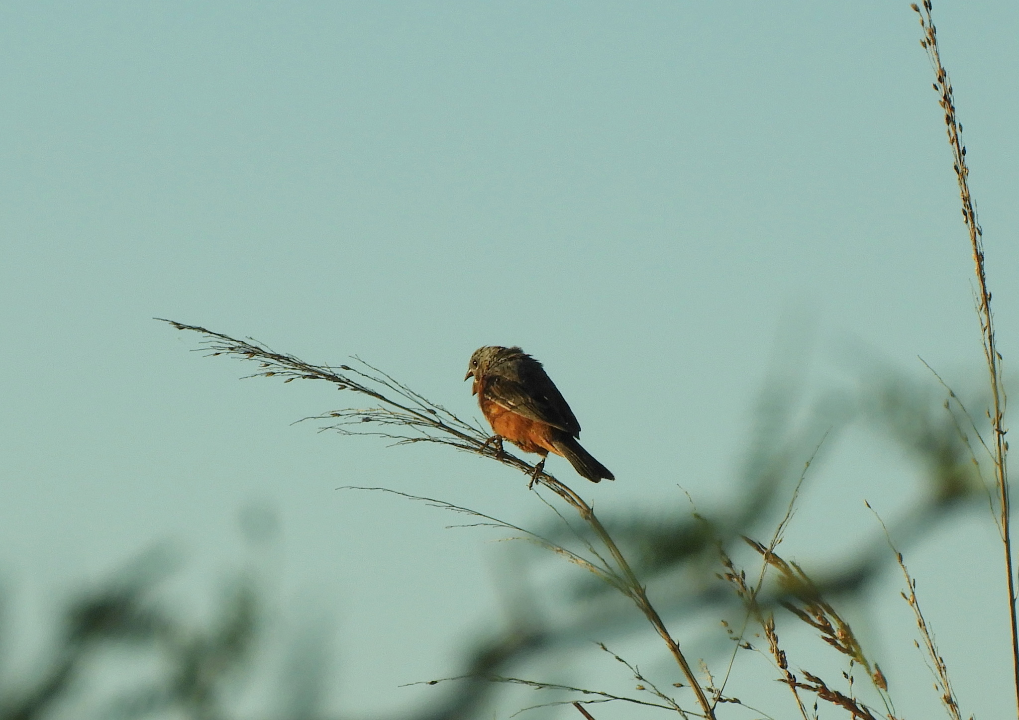 Rufous-rumped Seedeater (Sporophila hypochroma), photo 7