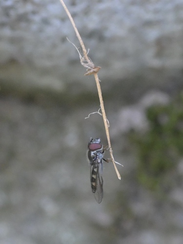 Unknown species found near North Arroyo, Pasadena, CA, USA