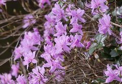 Rhododendron dilatatum dilatatum