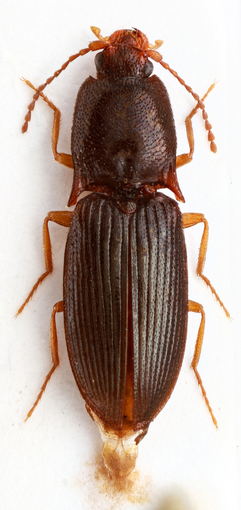 Margaiostus grandicollis