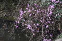 Rhododendron dilatatum dilatatum