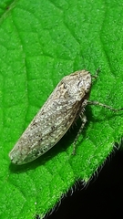 Curtara