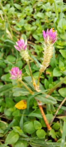 Batchelor's Button (Gomphrena celosioides)