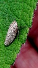 Curtara
