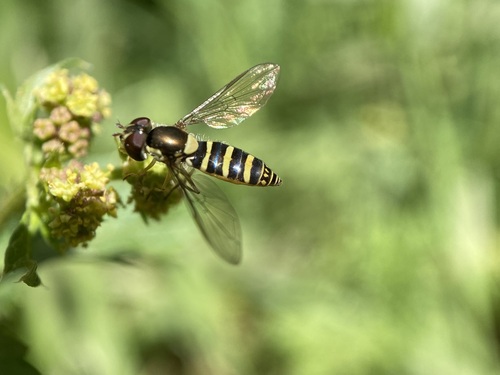 Unknown species found near Contra Costa County, CA, USA