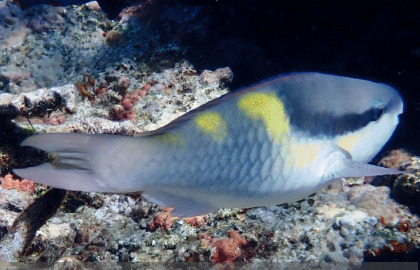 Darkcap Parrotfish