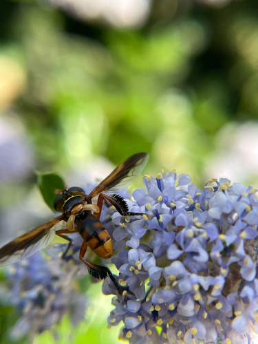 Unknown species found near Harness Dr, San Ramon, CA, US