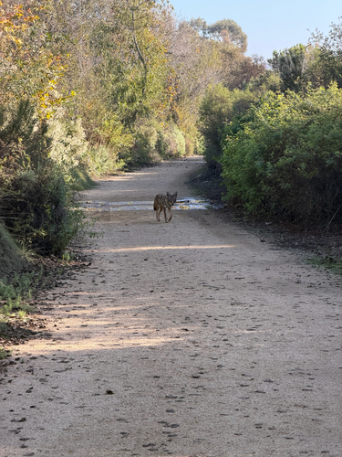 iNaturalist observation photo of Coyote