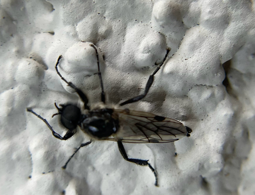 Unknown species found near Harness Dr, San Ramon, CA, US