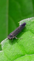 Macugonalia cavifrons