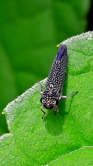 Macugonalia cavifrons