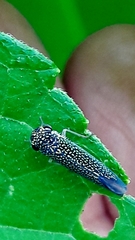 Macugonalia cavifrons