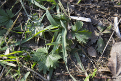 Potentilla argentea