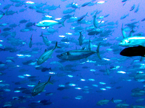 Dogtooth tuna