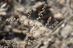 Artemisia vulgaris