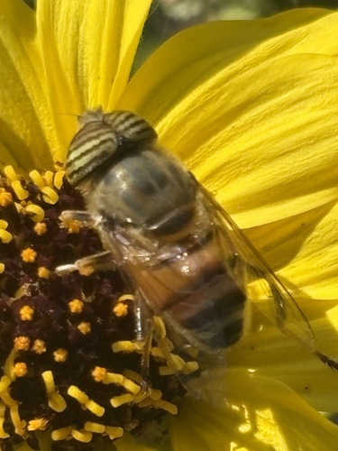 Unknown species found near La Roda Ave, Los Angeles, CA, US