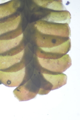 Marsupella emarginata