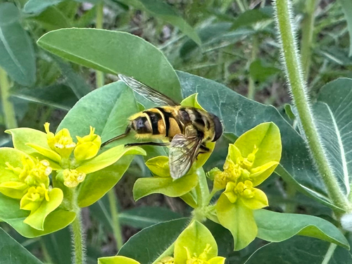 Unknown species found near Lake Blvd, Davis, CA, US