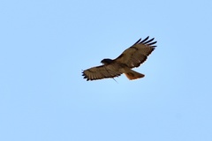 Buteo jamaicensis
