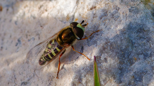 Unknown species found near 4500 W Skye Dr, South Jordan, UT 84009, USA