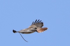 Buteo jamaicensis