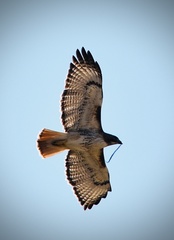 Buteo jamaicensis