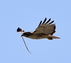 Buteo jamaicensis