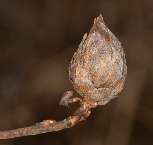 Unknown species found near Carpenter, Ann Arbor, MI, USA