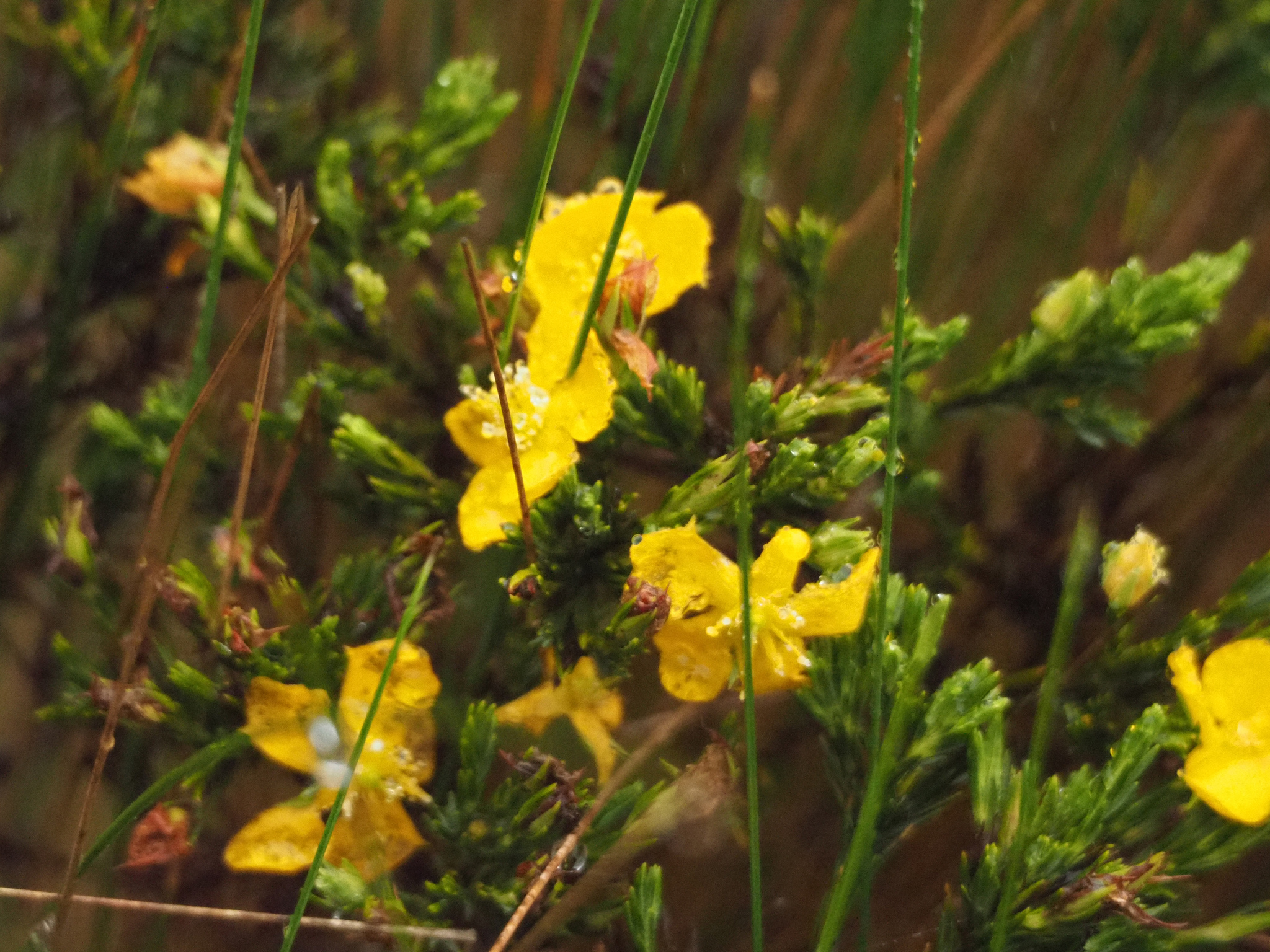 Hypericum aciculare image