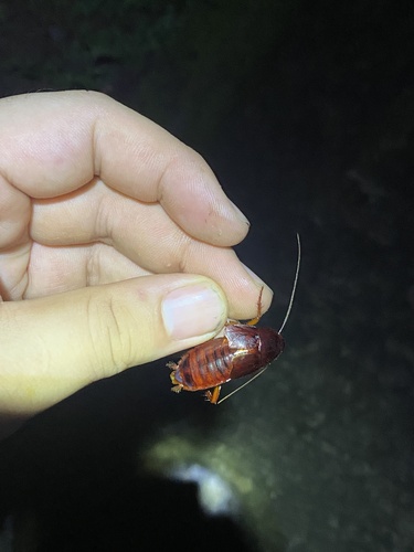 Periplaneta ceylonica