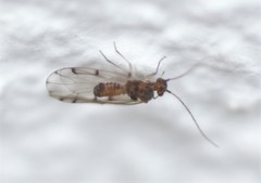 Ectopsocus briggsi