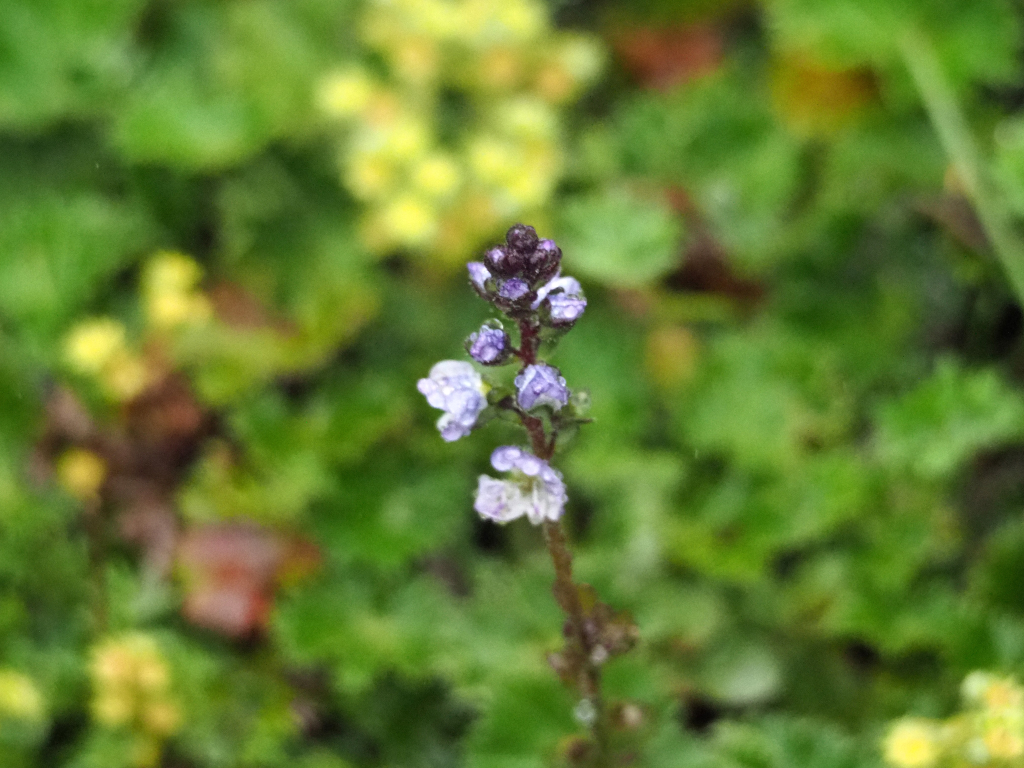 Veronica serpyllifolia image