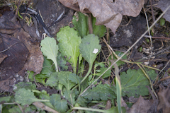 Leucanthemum vulgare