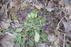 Leucanthemum vulgare