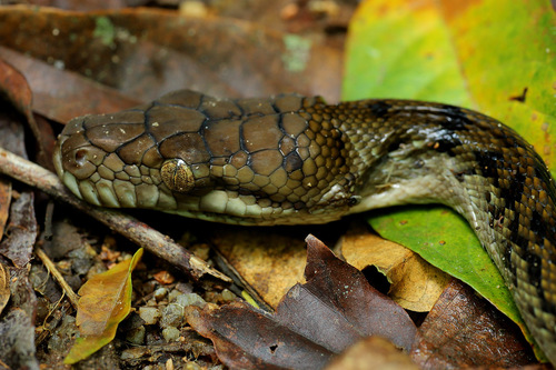 Australian Scrub Python sighting