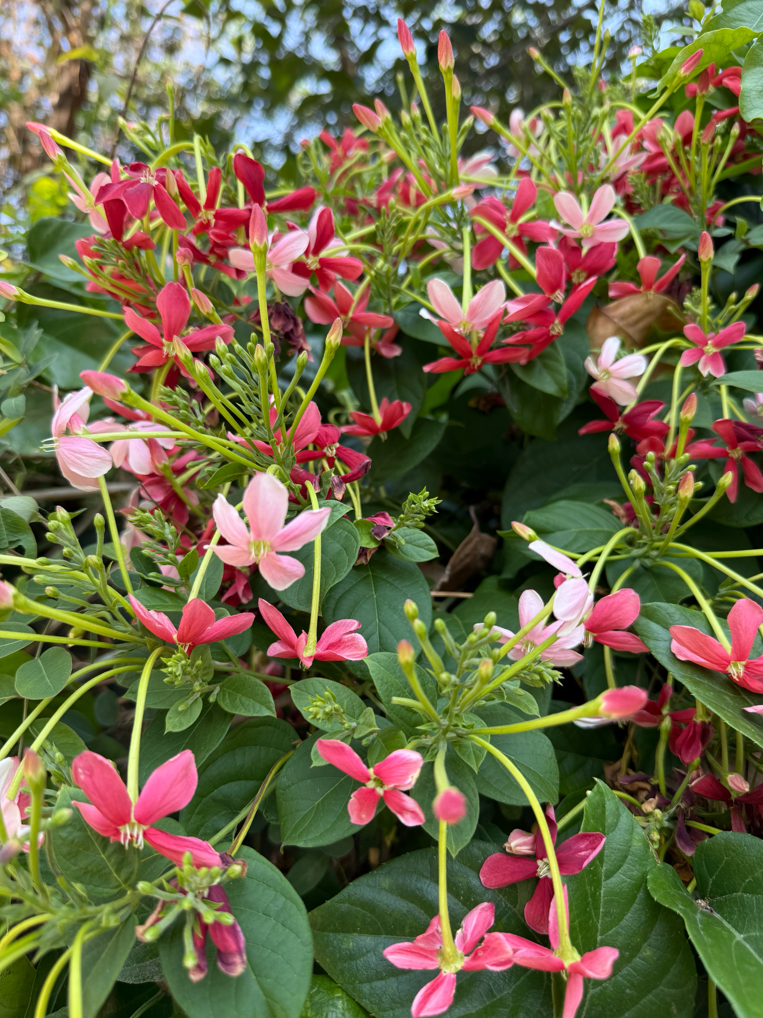 Rangoon Creeper (Combretum indicum)