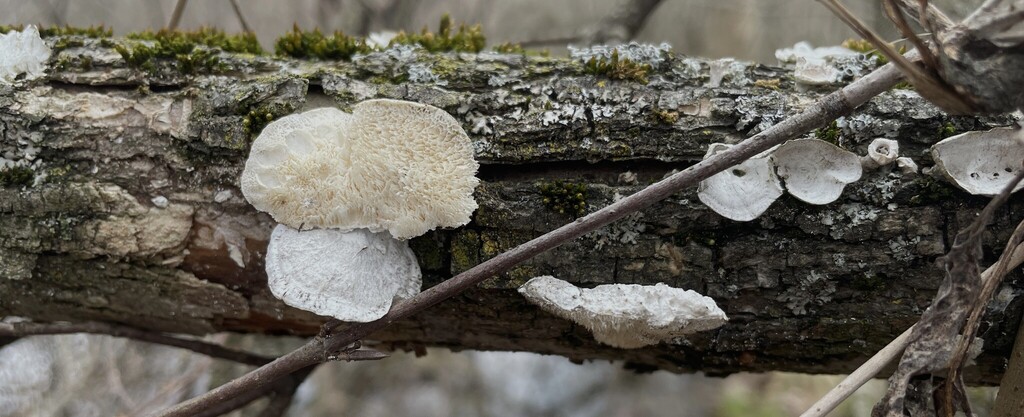 Trametes conchifer · March 2026 · photo: © cotterh (iNaturalist, cc-by)