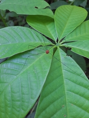 Sclerosomatidae