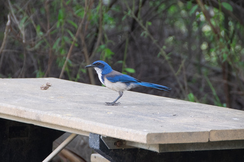 Island Scrub Jay (Aphelocoma insularis)