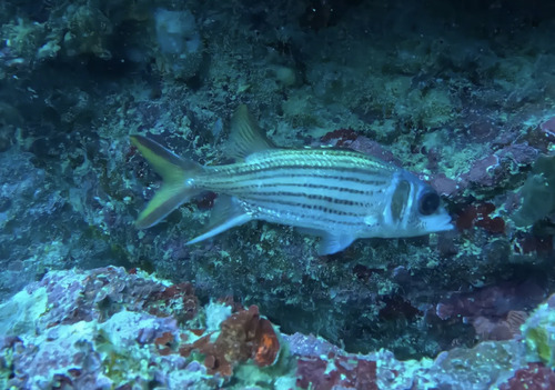 Spotfin Squirrelfish — seen at this dive site
