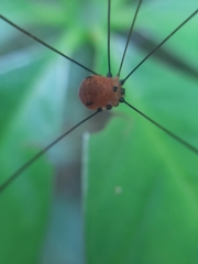 Sclerosomatidae