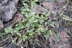 Trifolium pratense