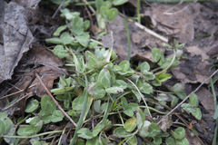 Trifolium pratense