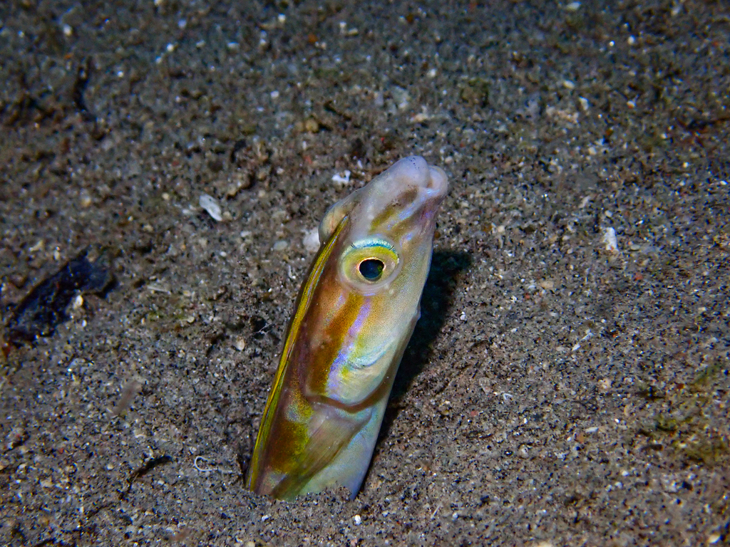 Eel blenny (Xiphasia setifer) — Blenniidae